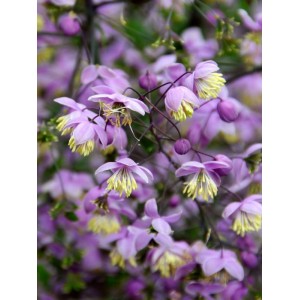 Василистник Thalictrum Purple Wings 